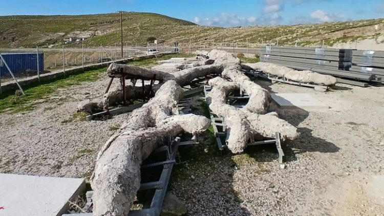 Λέσβος: «Ξαναζεί» ένα δένδρο ηλικίας 18 εκατομμυρίων ετών