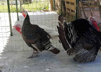 Θεσσαλός έτρεφε γαλοπούλες, αλλά βρήκε μόνο τα …κεφάλια τους!!!