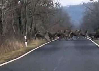 Ένα εντυπωσιακό πέρασμα ελαφιών που μετατρέπει τον δρόμο σε σκηνή άγριας ομορφιάς
