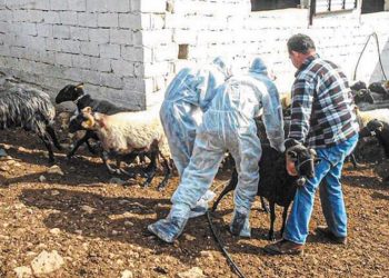 Ευλογιά: 450.233 ζώα έχουν θανατωθεί – 1.985 τα κρούσματα σε όλη τη χώρα – Ξαναμπήκαν τα Τρίκαλα στον “χάρτη”
