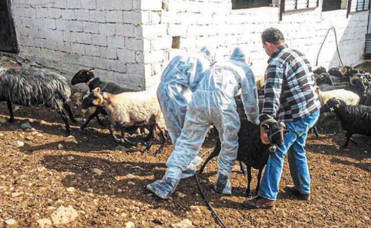 Ευλογιά: 450.233 ζώα έχουν θανατωθεί – 1.985 τα κρούσματα σε όλη τη χώρα – Ξαναμπήκαν τα Τρίκαλα στον “χάρτη”