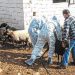 Ευλογιά: 450.233 ζώα έχουν θανατωθεί – 1.985 τα κρούσματα σε όλη τη χώρα – Ξαναμπήκαν τα Τρίκαλα στον “χάρτη”