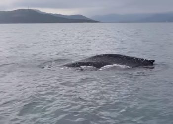 Εντυπωσιακό βίντεο με σπάνια καταγραφή φάλαινας στον Παγασητικό κόλπο!