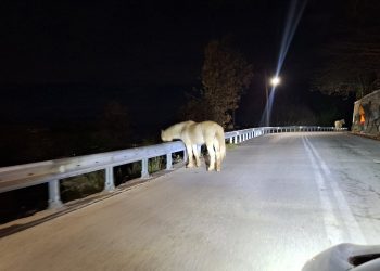 Άλογα κυκλοφορούν ελεύθερα στη μέση του δρόμου – Δείτε εικόνες