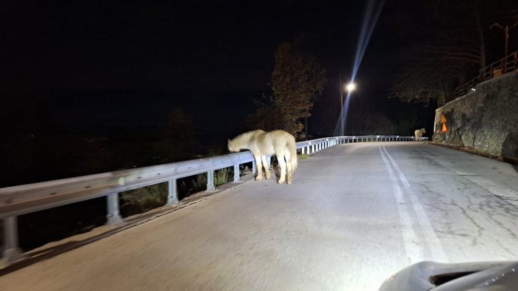 Άλογα κυκλοφορούν ελεύθερα στη μέση του δρόμου – Δείτε εικόνες