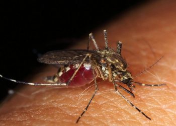 Κουνούπια και τον χειμώνα: Πώς οι θερμότερες θερμοκρασίες ευνοούν την εξάπλωσή τους σε νέες περιοχές