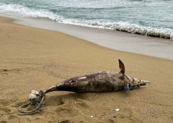 Καβάλα: Ξεβράστηκε νεκρό δελφίνι στη Ραψάνη – Είχε δεμένο σκοινί στην ουρά του