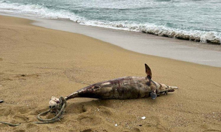 Καβάλα: Ξεβράστηκε νεκρό δελφίνι στη Ραψάνη – Είχε δεμένο σκοινί στην ουρά του