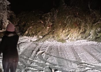 Μετέωρα: Έλατο έπεσε στον δρόμο και διέκοψε την κίνηση των οχημάτων (ΕΙΚΟΝΕΣ)