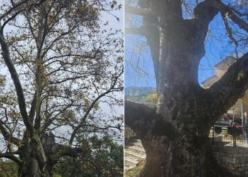 Διατηρητέο Μνημείο της Φύσης κηρύχθηκε ο …700 ετών πλάτανος στα  Στουρναραίικα του Δήμου Πύλης! (ΕΙΚΟΝΕΣ)