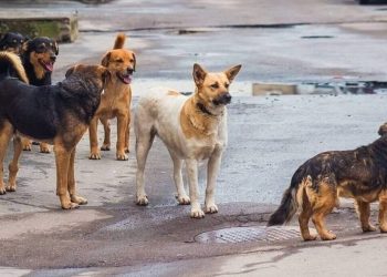 Λιβαδειά: Τι λέει η εκπαιδευτικός που δέχθηκε επίθεση από αγέλη 15 αδέσποτων σκύλων