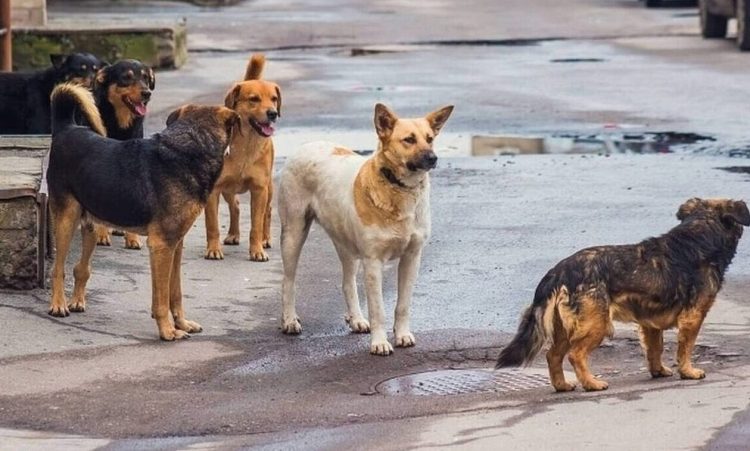 Λιβαδειά: Τι λέει η εκπαιδευτικός που δέχθηκε επίθεση από αγέλη 15 αδέσποτων σκύλων