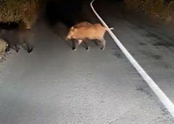 Δεκάδες αγριογούρουνα στην Ε.Ο. Καλαμπάκας – Μουργκανίου: Μεγάλος κίνδυνος για τους οδηγούς (BINTEO)