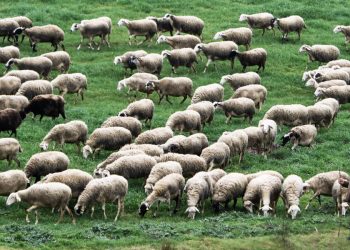 Ευλογιά: Θανατώθηκαν πάνω από 470.000 ζώα – Κανένα νέο κρούσμα στο Ν. Τρικάλων – 8 στην υπόλοιπη Θεσσαλία