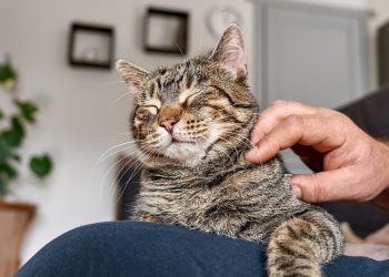 ΕΧΕΙΣ ΓΑΤΕΣ; ΜΑΘΕ ΤΙ ΣΗΜΑΙΝΕΙ ΑΥΤΟ ΓΙΑ ΤΟΝ ΕΓΚΕΦΑΛΟ ΣΟΥ