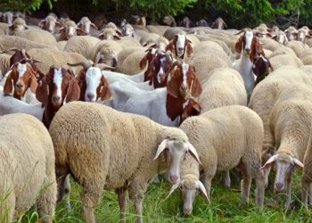 Θεσσαλία: Η υποστελέχωση της Κτηνιατρικής και τα χαμηλά πρόστιμα πλήττουν την βιοασφάλεια