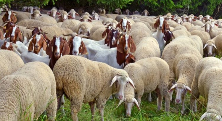 Θεσσαλία: Η υποστελέχωση της Κτηνιατρικής και τα χαμηλά πρόστιμα πλήττουν την βιοασφάλεια