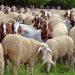 Θεσσαλία: Η υποστελέχωση της Κτηνιατρικής και τα χαμηλά πρόστιμα πλήττουν την βιοασφάλεια