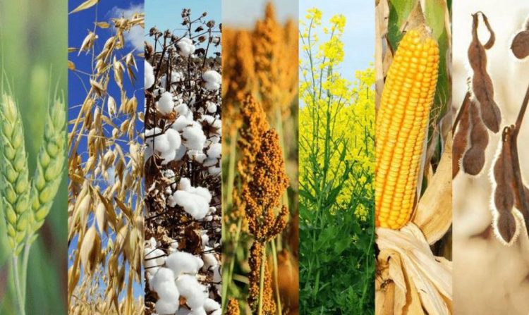 Συνδεδεμένες πριν από το Πάσχα – Στα 74 ευρώ το στρέμμα το βαμβάκι, στα 11,5 ευρώ το σκληρό σιτάρι