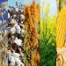 Συνδεδεμένες πριν από το Πάσχα – Στα 74 ευρώ το στρέμμα το βαμβάκι, στα 11,5 ευρώ το σκληρό σιτάρι