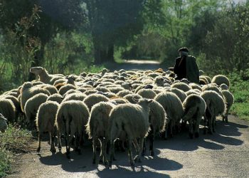 Έβγαλαν τα κοπάδια τους για βοσκή και τους… έβαλαν μέσα! – Αιτία η παραβίαση των μέτρων για την ευλογιά