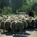 Έβγαλαν τα κοπάδια τους για βοσκή και τους… έβαλαν μέσα! – Αιτία η παραβίαση των μέτρων για την ευλογιά