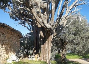 Αυτοψία στο κάστρο της Νταμούχαρης – Ερείπια στο έλεος του χρόνου (BINTEO)