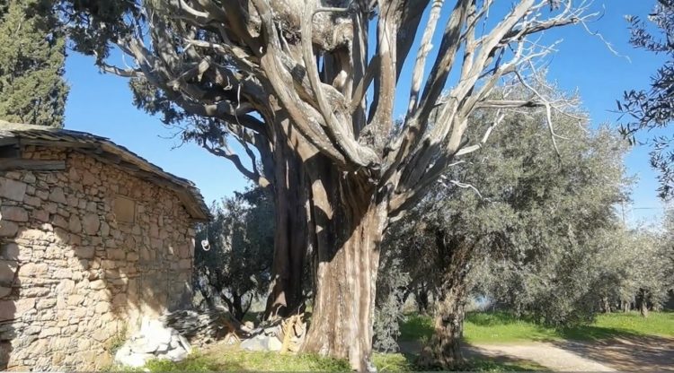 Αυτοψία στο κάστρο της Νταμούχαρης – Ερείπια στο έλεος του χρόνου (BINTEO)