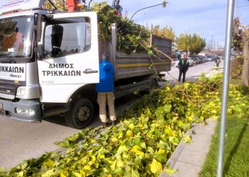 Σε 1.700+ δέντρα η πρώτη φάση κλάδευσης από τον Δήμο Τρικκαίων