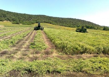 Κερδίζει έδαφος η καλλιέργεια της ρίγανης στο Ν. Τρικάλων – Σε ποιες περιοχές καλλιεργείται