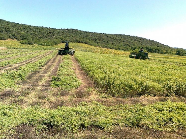 Κερδίζει έδαφος η καλλιέργεια της ρίγανης στο Ν. Τρικάλων – Σε ποιες περιοχές καλλιεργείται