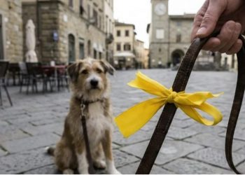 Η κίτρινη κορδέλα στο λουρί του σκύλου είναι ένα κρίσιμο σήμα που πολλοί επιλέγουν να αγνοούν