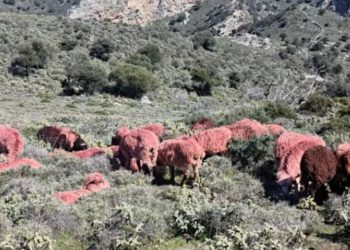 Κρήτη: Κτηνοτρόφοι βάφουν κόκκινα τα πρόβατά τους για να μην τους τα κλέψουν