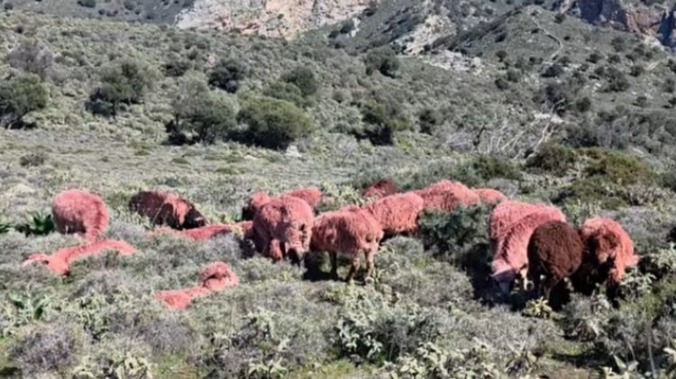 Κρήτη: Κτηνοτρόφοι βάφουν κόκκινα τα πρόβατά τους για να μην τους τα κλέψουν