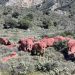 Κρήτη: Κτηνοτρόφοι βάφουν κόκκινα τα πρόβατά τους για να μην τους τα κλέψουν