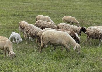 Ευλογιά: Άλλες τέσσερις συλλήψεις βοσκών για παραβίαση των μέτρων