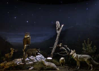 Δράσεις φύσης και πολιτισμού από το Μουσείο Φυσικής Ιστορίας Μετεώρων