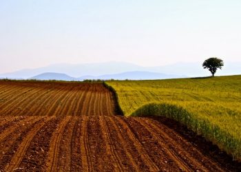 Ενημέρωση Τακούδη για τους αγρότες: Πότε περιμένουμε βροχές στη Θεσσαλία – Δεν διαφαίνεται παγετός