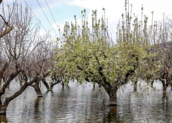 Χωρίς ψιλά γράμματα με έντοκες επιστροφές η εξόφληση στο φυτικό κεφάλαιο Daniel, προς καλοκαίρι η ουρά 40%