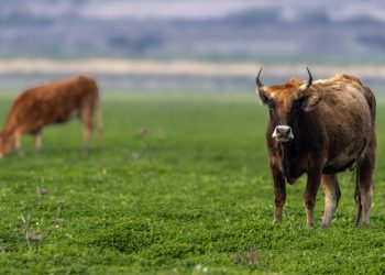 Η «αναγέννηση» της άγριας ζωής στη Λίμνη Κάρλα – Δείτε εντυπωσιακές φωτογραφίες