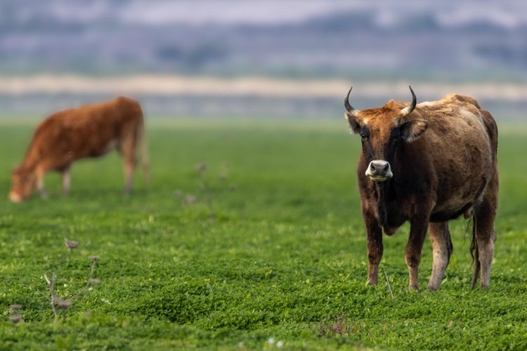 Η «αναγέννηση» της άγριας ζωής στη Λίμνη Κάρλα – Δείτε εντυπωσιακές φωτογραφίες