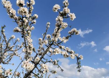 Καιρός: Ο Μάρτης δεν θα είναι «γδάρτης» – Πώς θα κυλήσουν πρώτες οι ημέρες του μήνα