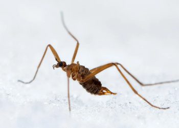 Οι επιστήμονες βρήκαν έντομο με στρατηγική επιβίωσης – Παράγει δική του θερμότητα στον παγετό