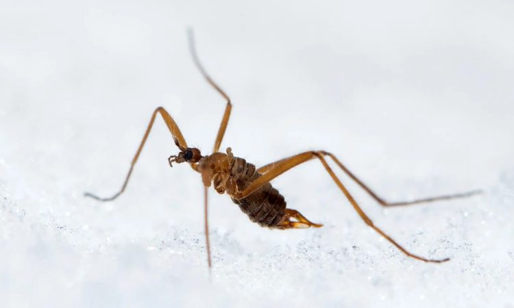 Οι επιστήμονες βρήκαν έντομο με στρατηγική επιβίωσης – Παράγει δική του θερμότητα στον παγετό