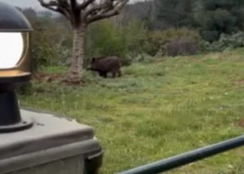 Καλαμπάκα: Αγριογούρουνο έφτασε έως την αυλή σπιτιού! (ΒΙΝΤΕΟ)