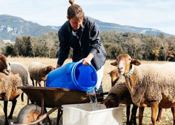 Έβγαλαν για βοσκή 40 πρόβατα σε περιφραγμένο αγροτεμάχιο ιδιοκτησίας τους: Συνέλαβαν τον γιο και αναζητούν τον πατέρα