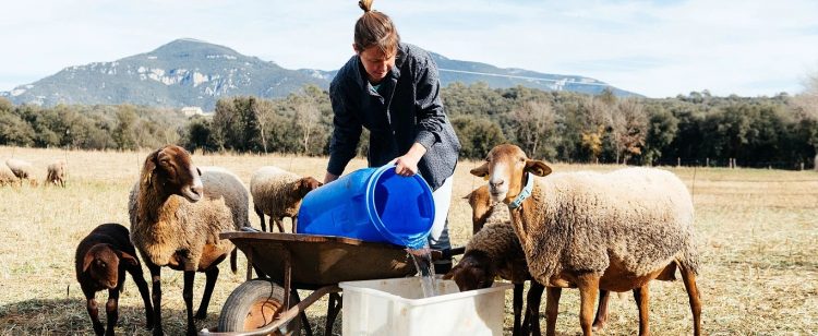 Έβγαλαν για βοσκή 40 πρόβατα σε περιφραγμένο αγροτεμάχιο ιδιοκτησίας τους: Συνέλαβαν τον γιο και αναζητούν τον πατέρα