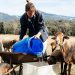 Έβγαλαν για βοσκή 40 πρόβατα σε περιφραγμένο αγροτεμάχιο ιδιοκτησίας τους: Συνέλαβαν τον γιο και αναζητούν τον πατέρα