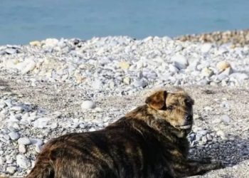 Η συγκινητική ιστορία της «Μπέλλας»