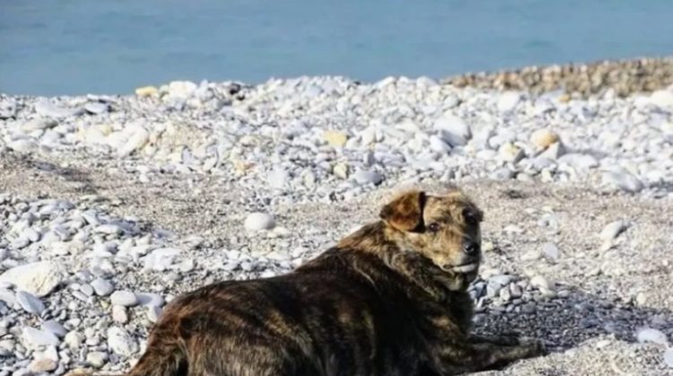 Η συγκινητική ιστορία της «Μπέλλας»